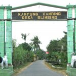 Desa Blimbing Unggulkan Kampung Kambing sampai Bisnis Jamur Tiram
